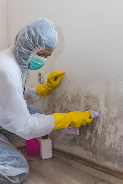 Trusted Windham, OH Mold Removal Experts